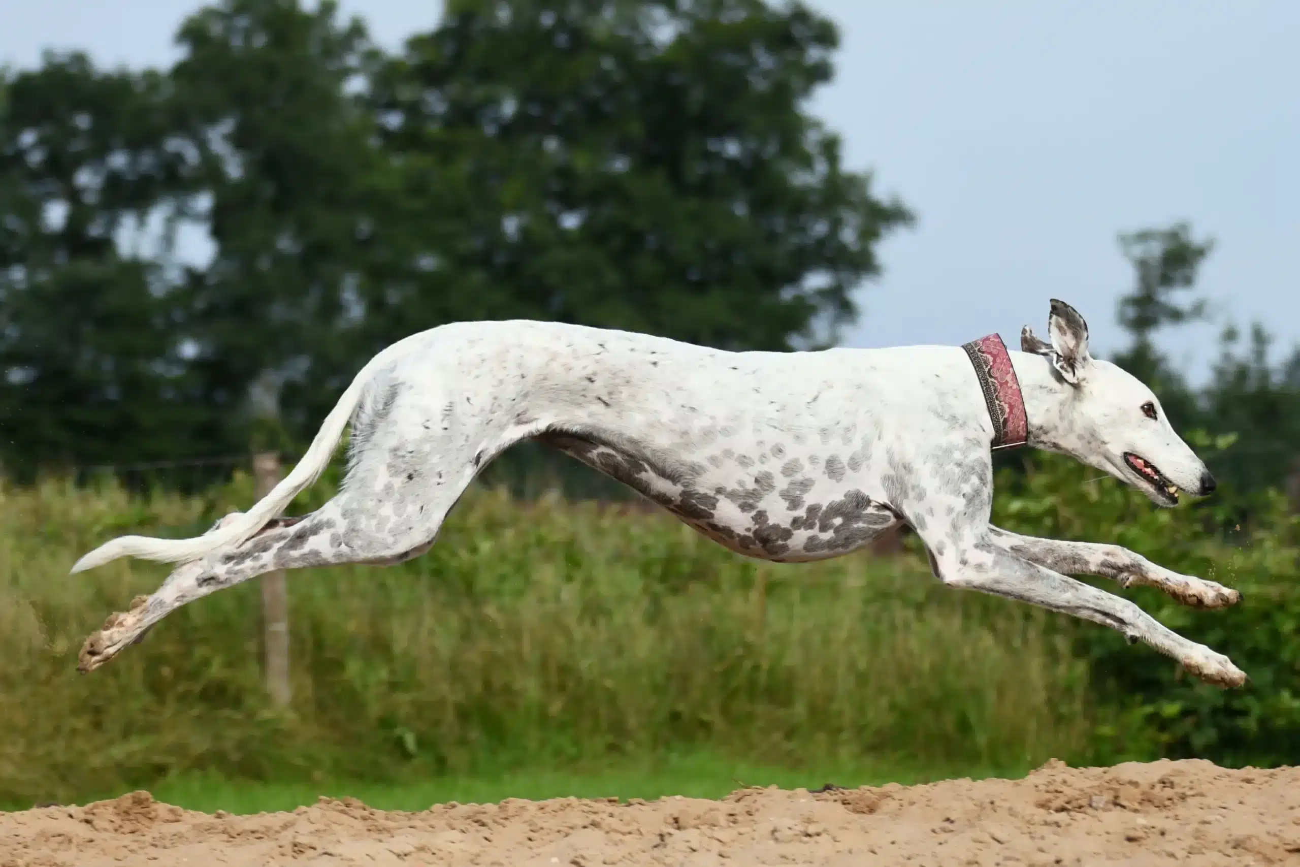 Read more about the article Greyhound breeder