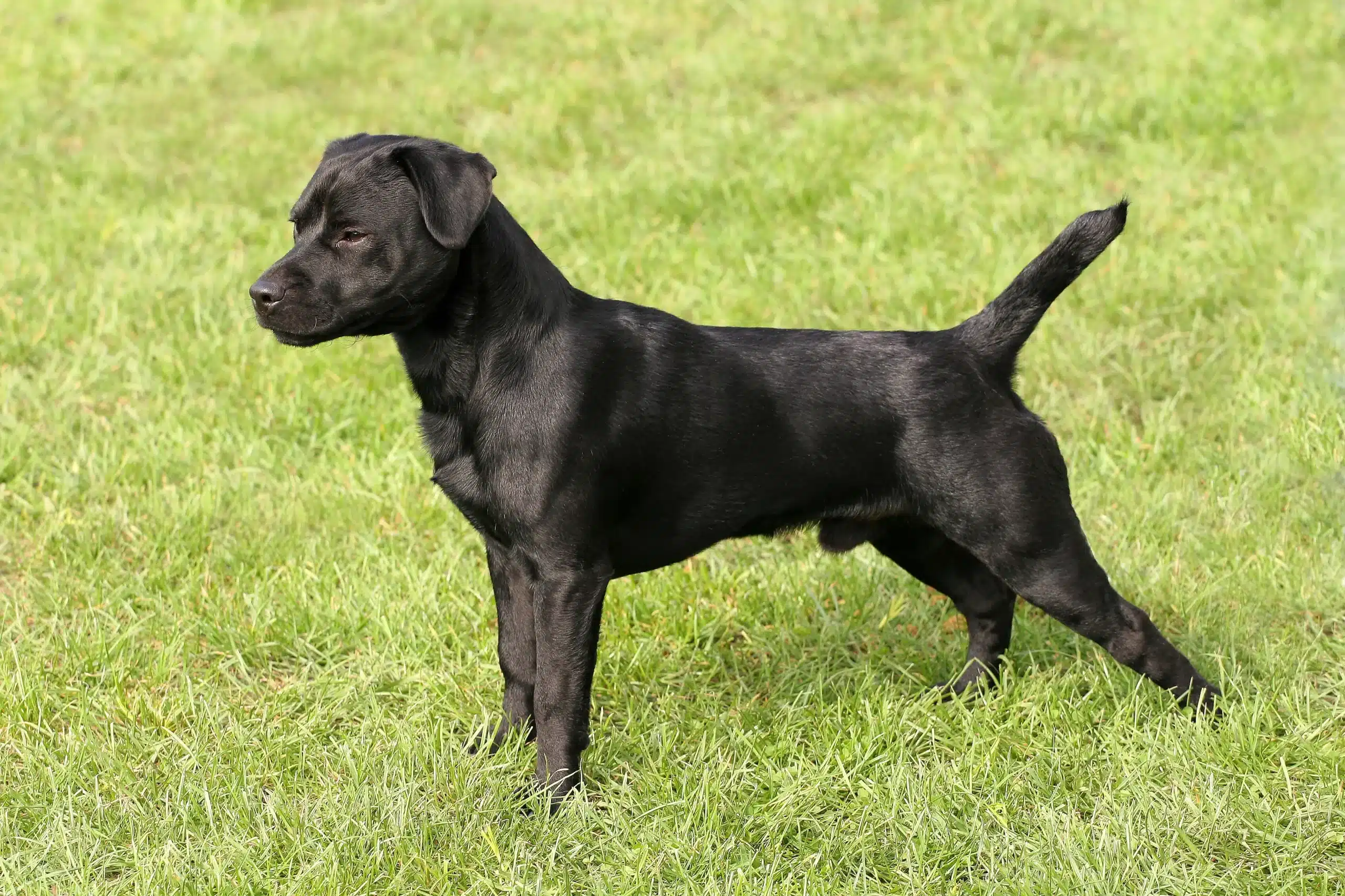 Read more about the article Patterdale Terrier Breeder
