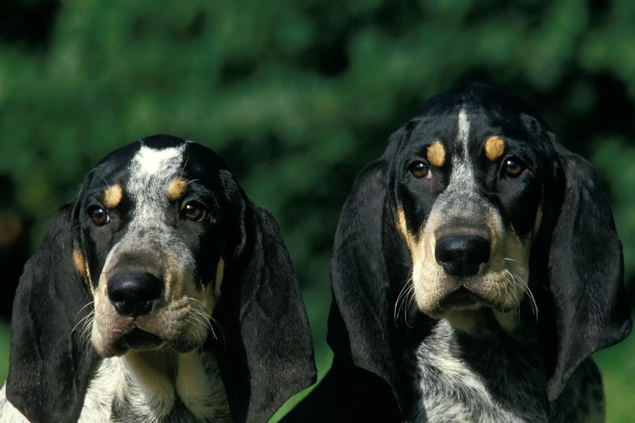 Read more about the article Petit Bleu de Gascogne breeder