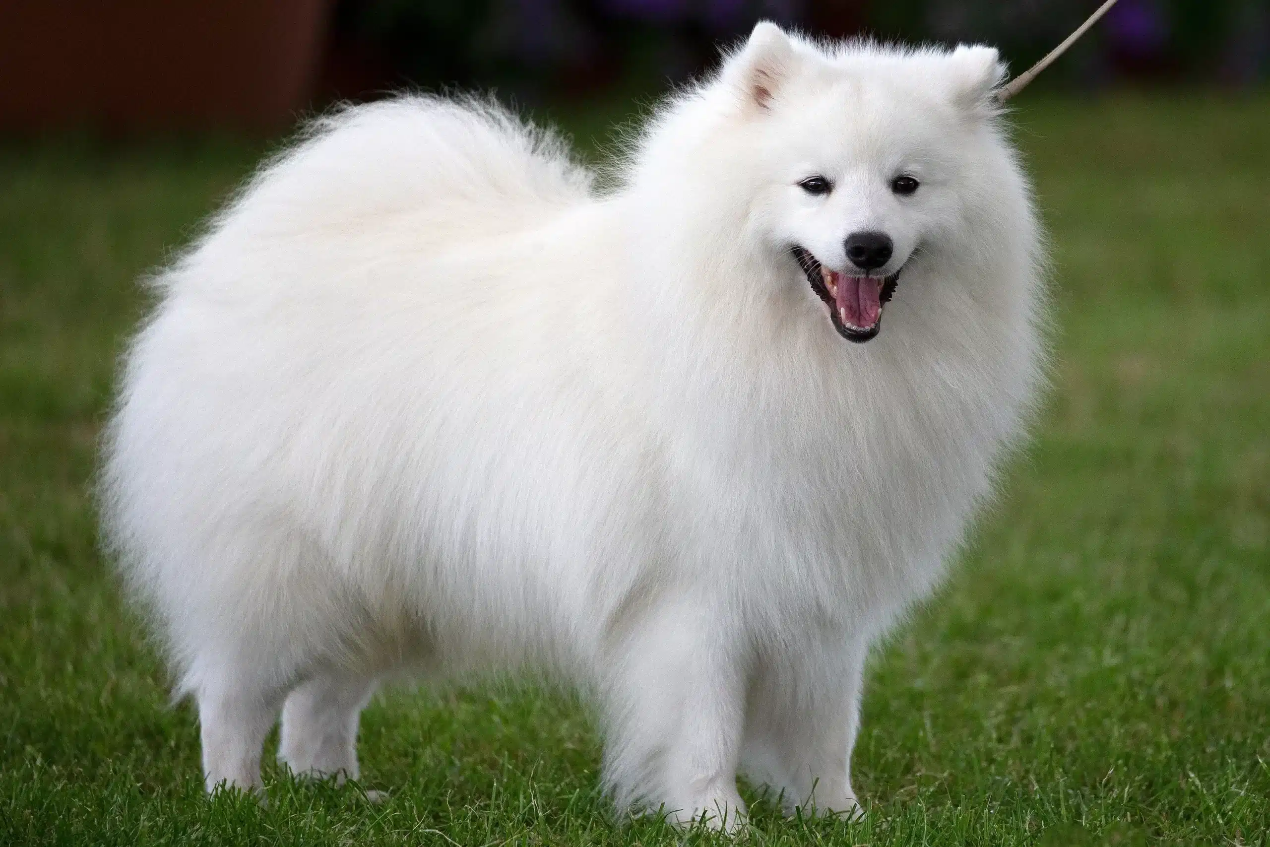 Read more about the article Spitz breeder