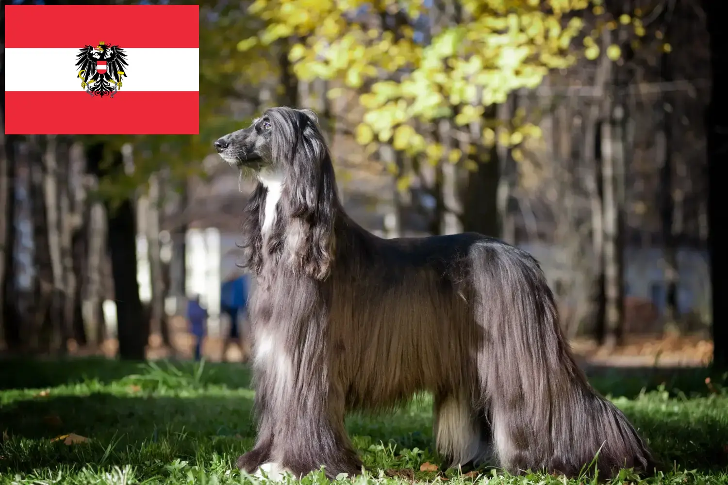 Afghan Hound puppies and breeders Austria Here you can find Afghan Hound breeders in Austria.