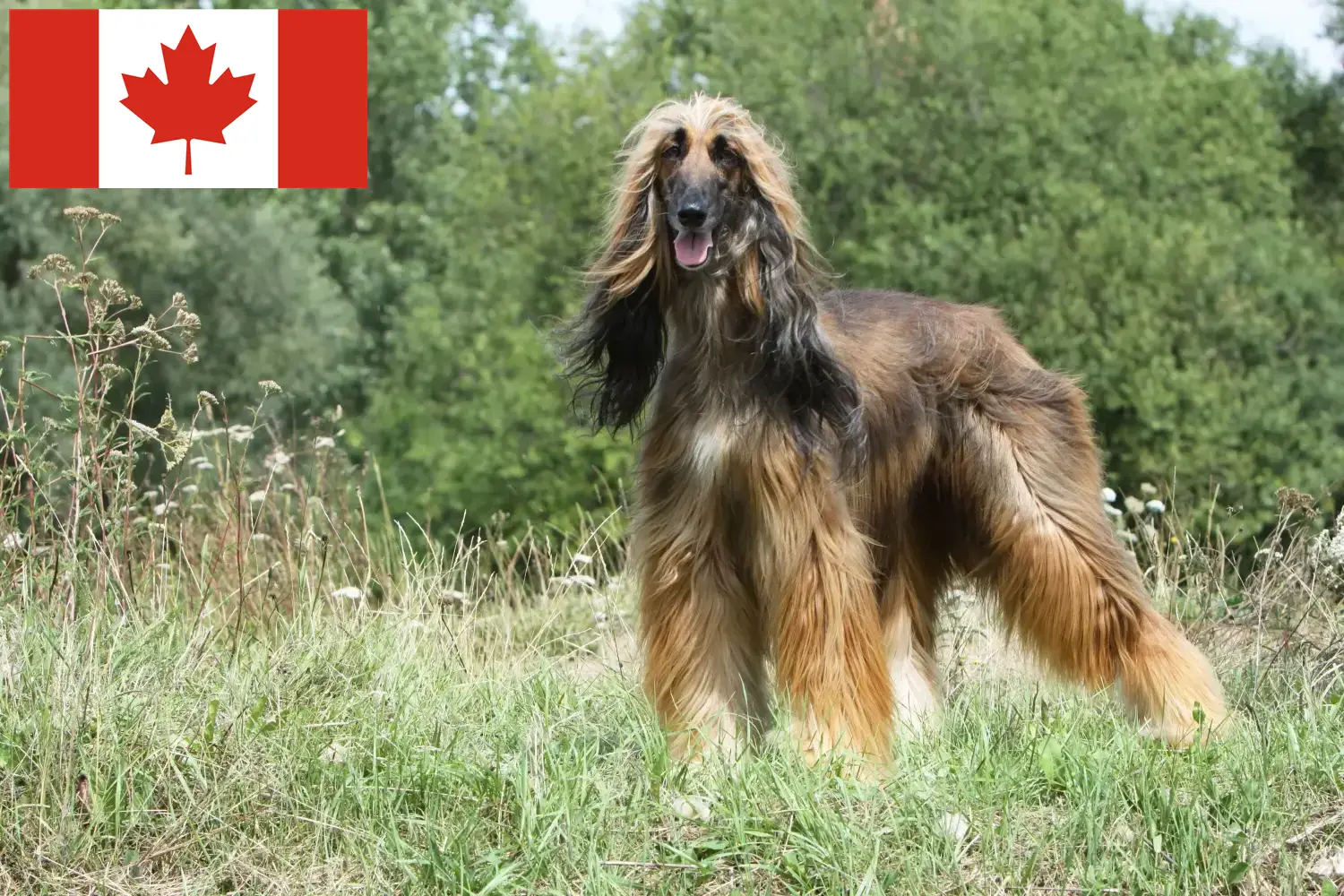Afghan Hound puppies and breeders Canada Find Afghan Hound breeders in Canada here.