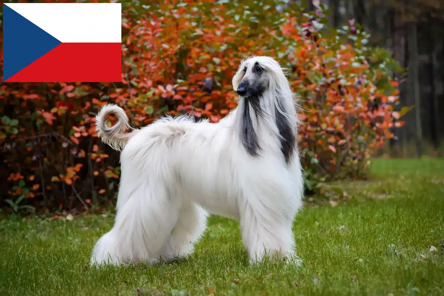 Afghan Hound puppies and breeders Czech Republic Find Afghan Hound breeders in Czech Republic.