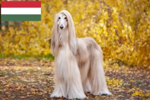 Read more about the article Afghan Hound breeders and puppies in Hungary