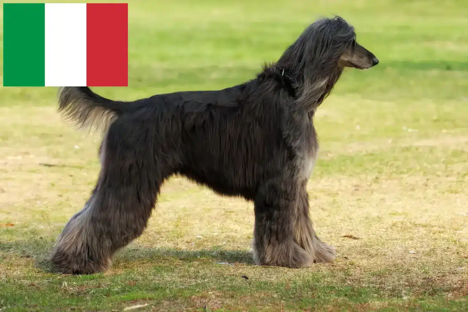 Afghan Hound puppies and breeders Italy Find Afghan Hound breeders in Italy here.
