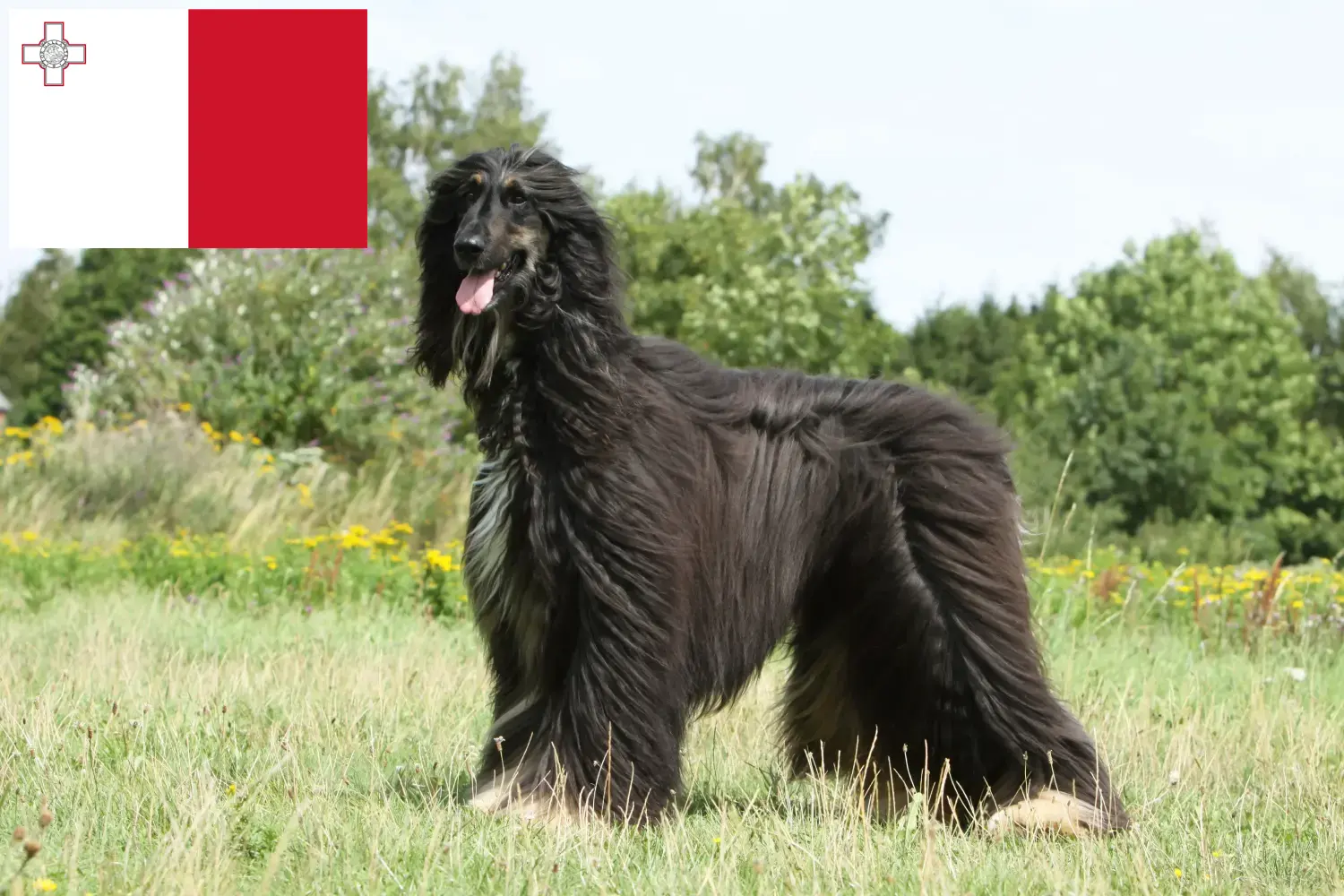 Afghan Hound puppies and breeders Malta Find Afghan Hound breeders auf Malta here.