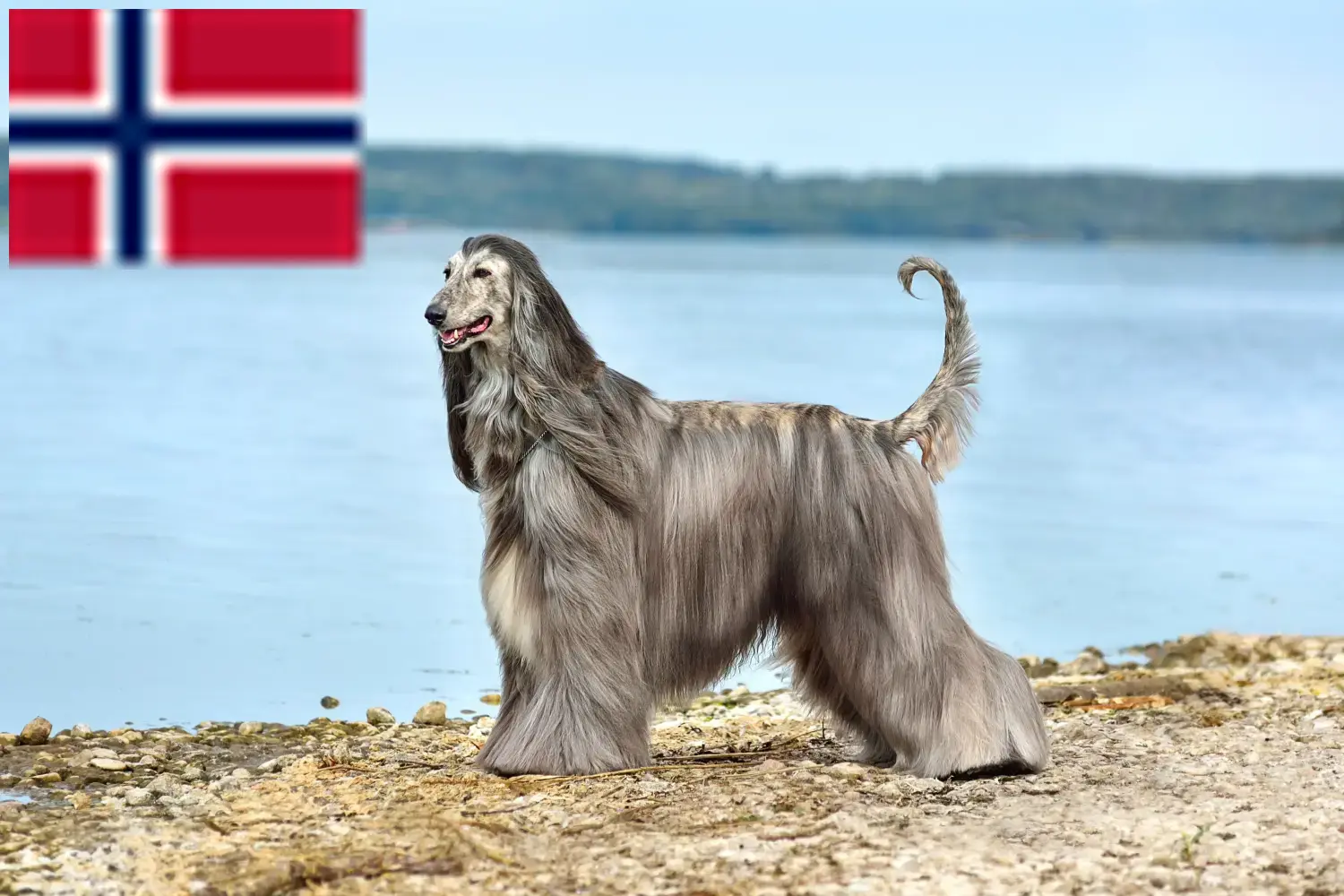 Afghan Hound puppies and breeders Norway Find Afghan Hound breeders in Norway here.