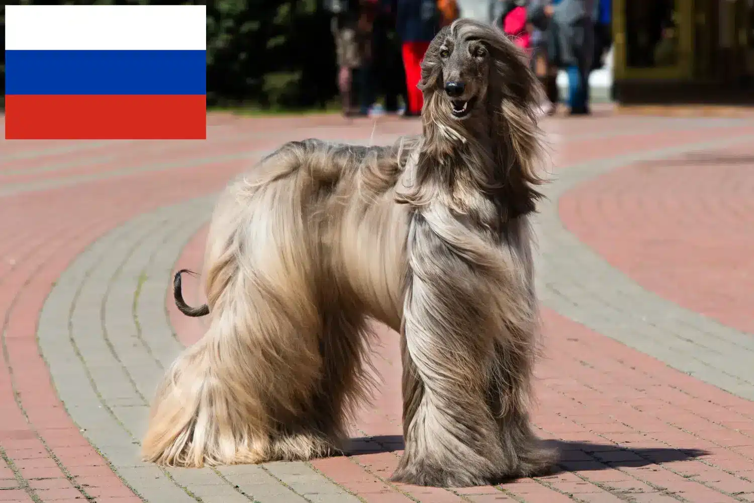 Afghan Hound puppies and breeders Russia Here you can find Afghan Hound breeders in Russia.