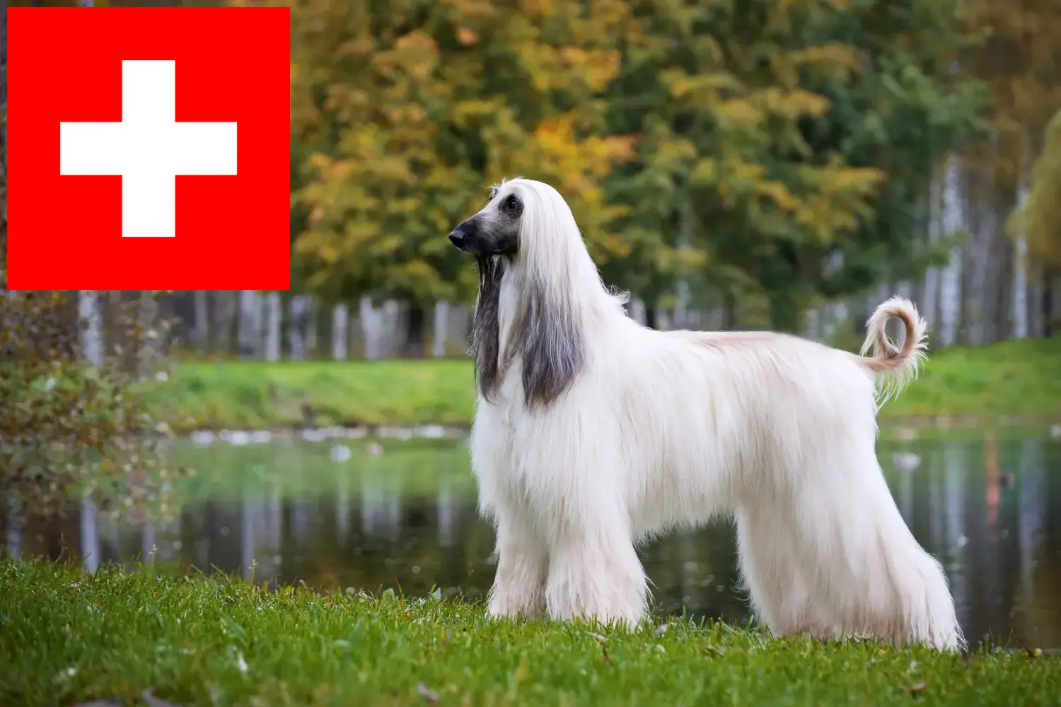Afghan Hound puppies and breeders Switzerland Here you can find Afghan Hound breeders in Switzerland.