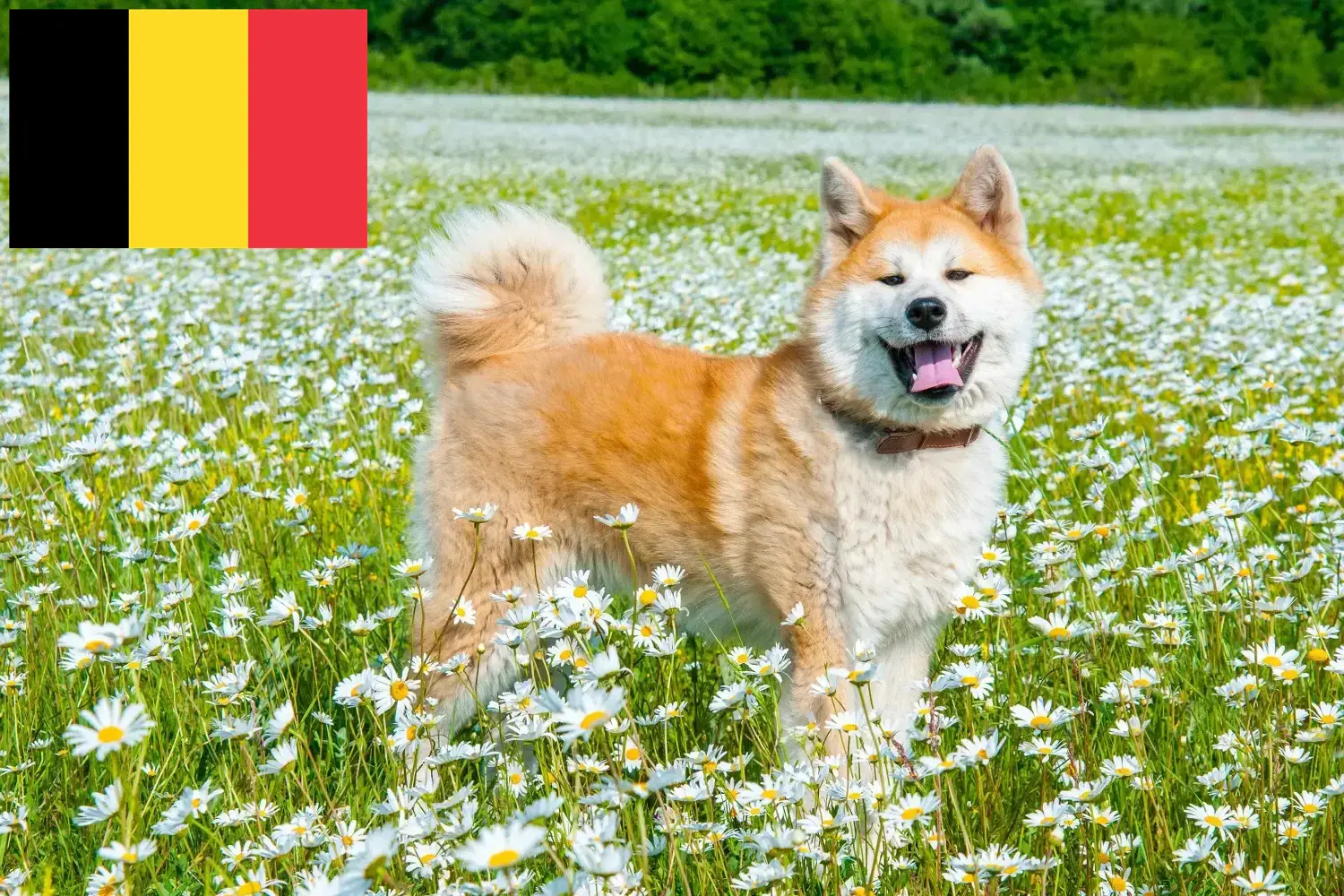 Akita puppies and breeders Belgium Here you can find Akitas breeders in Belgium.
