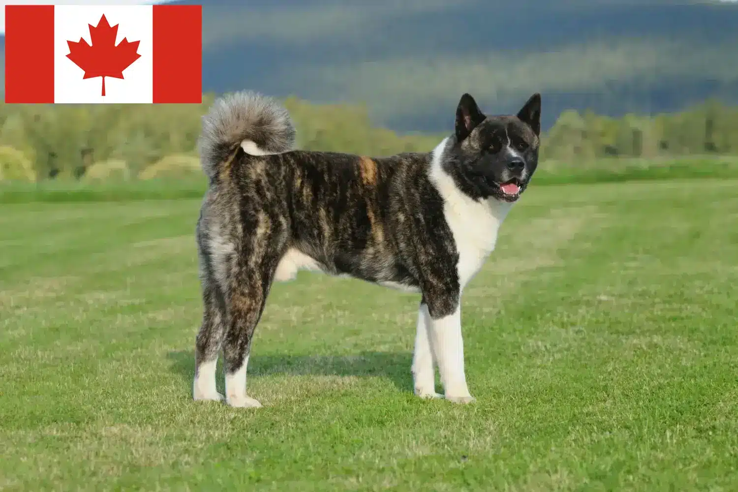 Akita puppies and breeders Canada Find Akita breeders in Canada here.