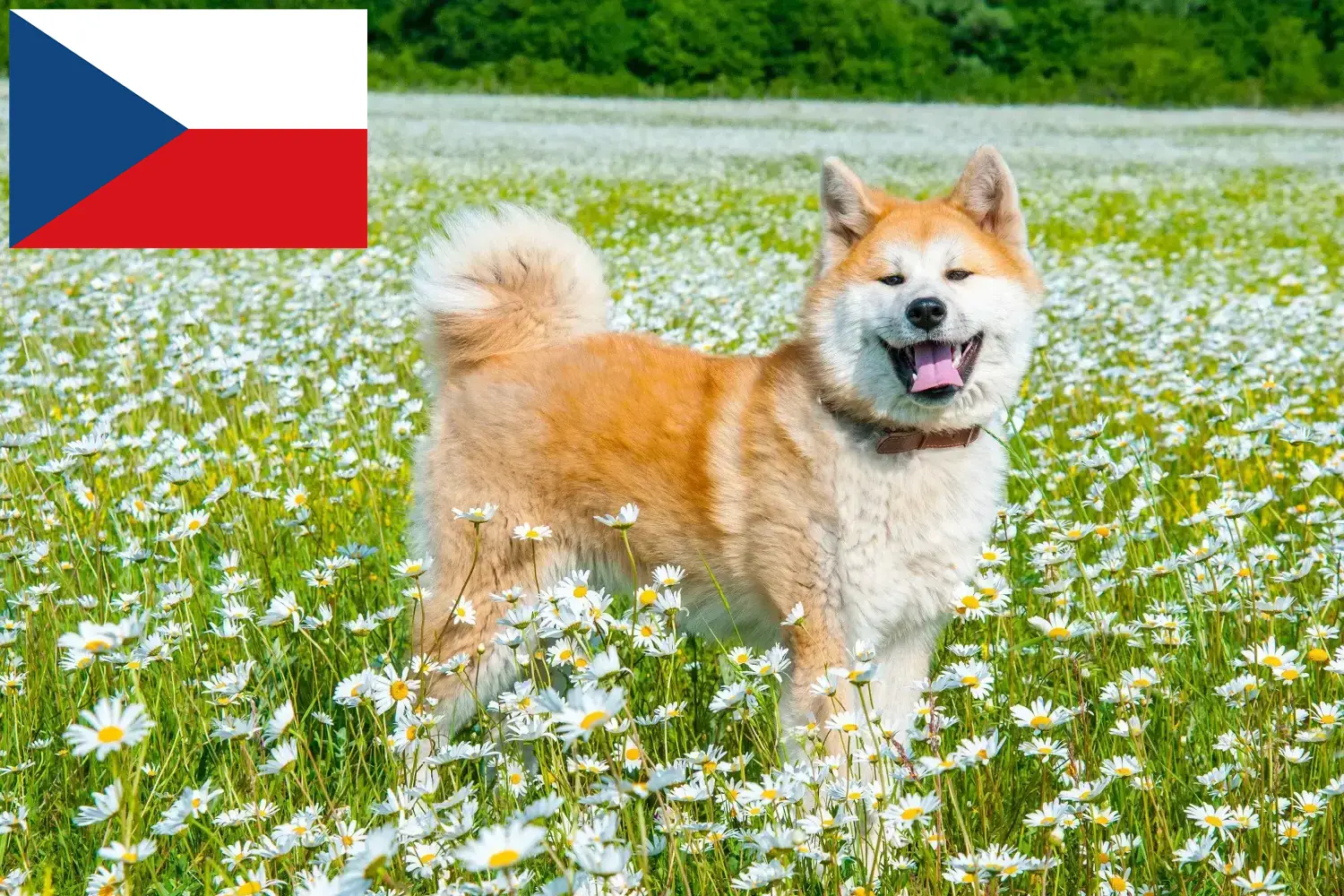 Akita puppies and breeders Czech Republic Here you can find Akita breeders in Czech Republic.