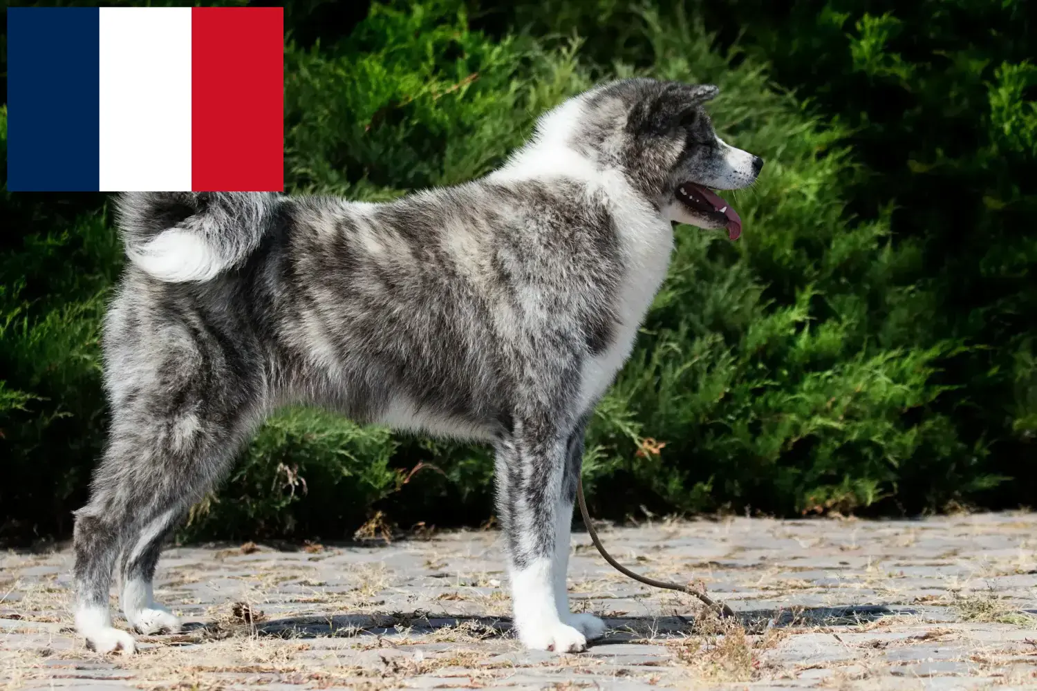 Akita puppies and breeders France Here you can find Akita breeders in France.