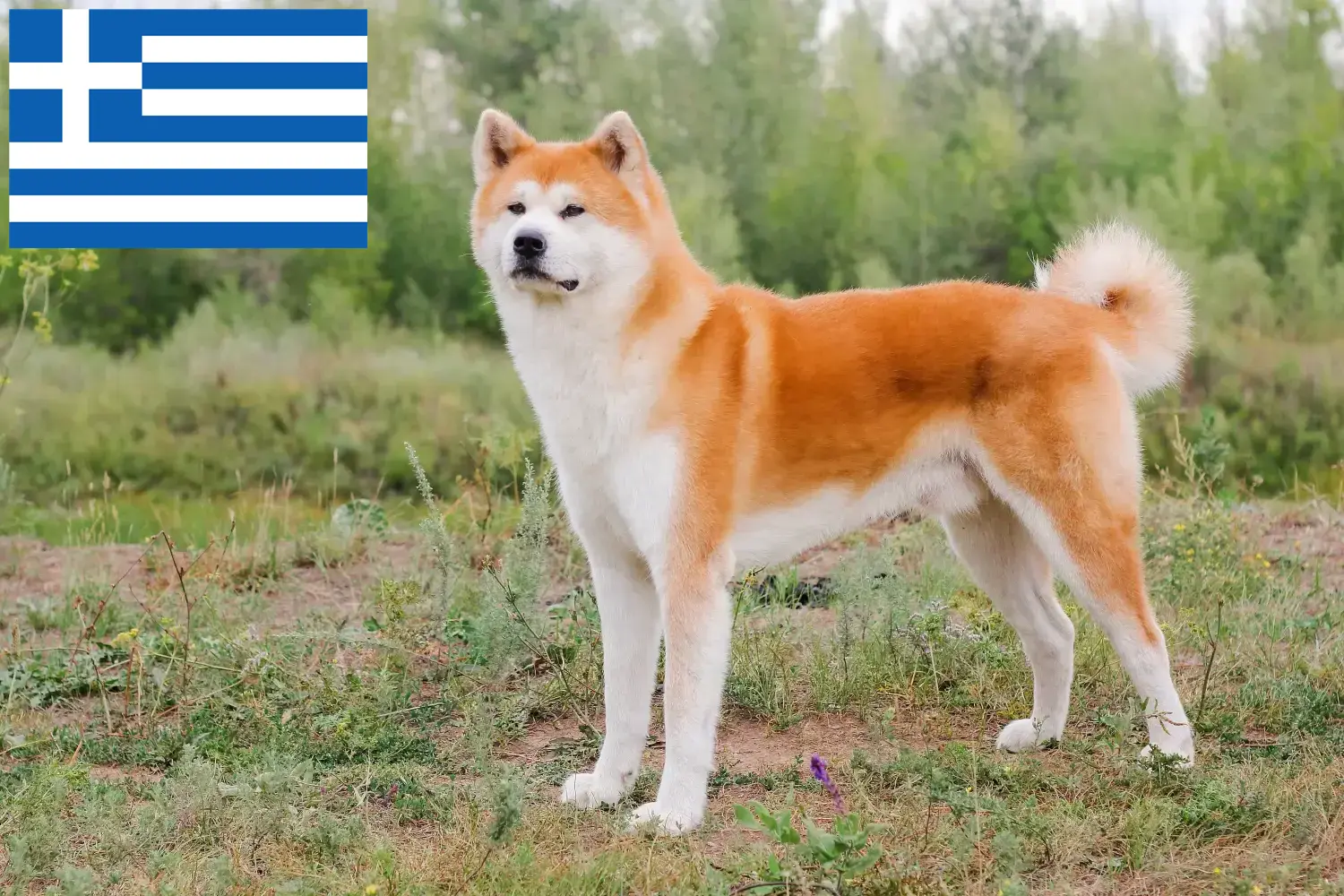 Akita puppies and breeders Greece Here you can find Akitas breeders in Greece.