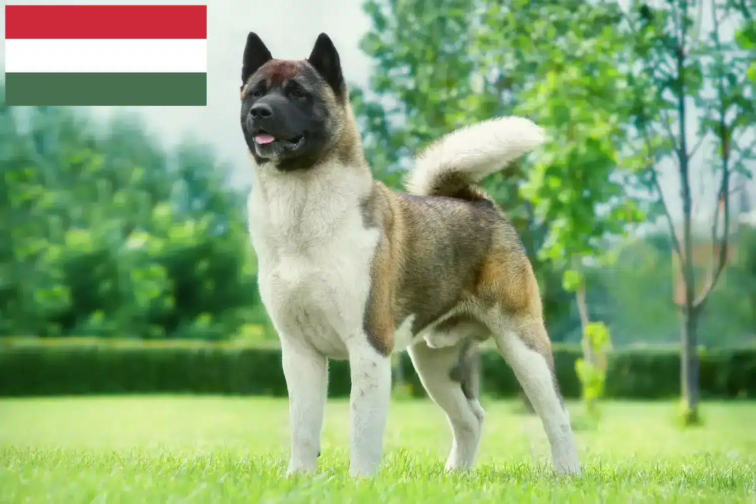 Read more about the article Akita breeders and puppies in Hungary