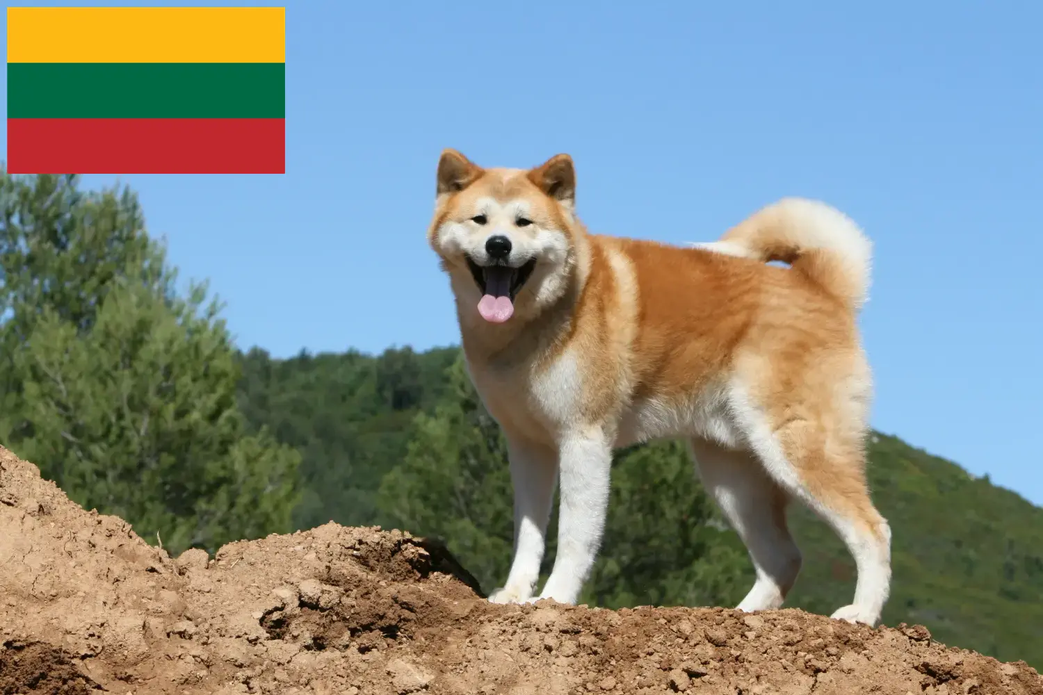Akita puppies and breeders Lithuania Here you can find Akitas breeders in Lithuania.