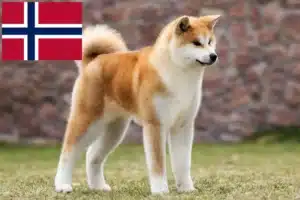 Read more about the article Akita breeders and puppies in Norway