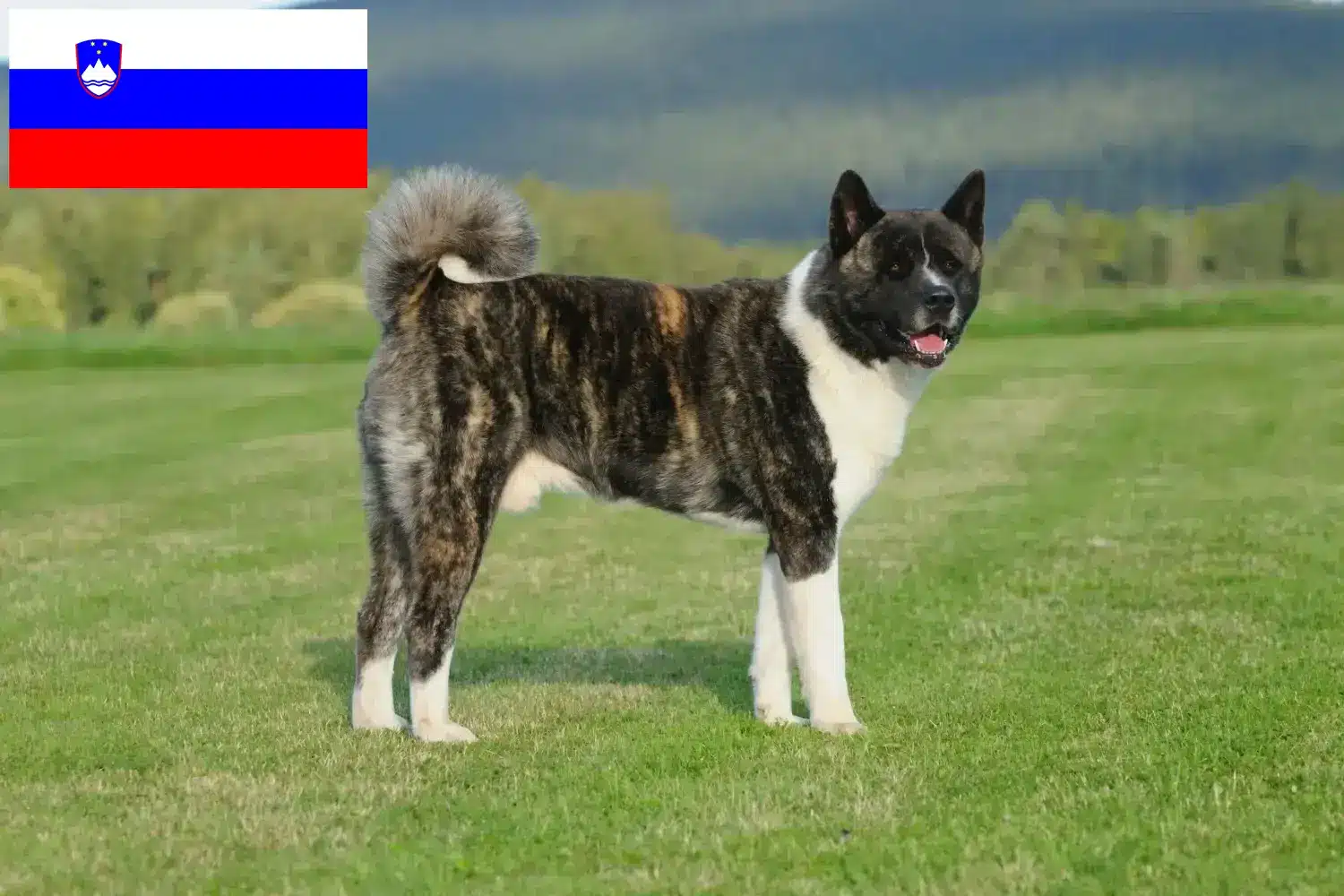 Akita puppies and breeders Slovenia Here you can find Akita breeders in Slovenia.