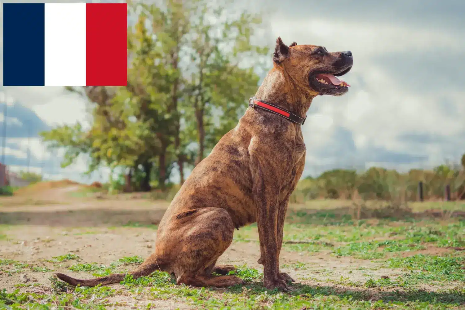 Alano Español puppies and breeders France Here you can find Alano Españols breeders in France.