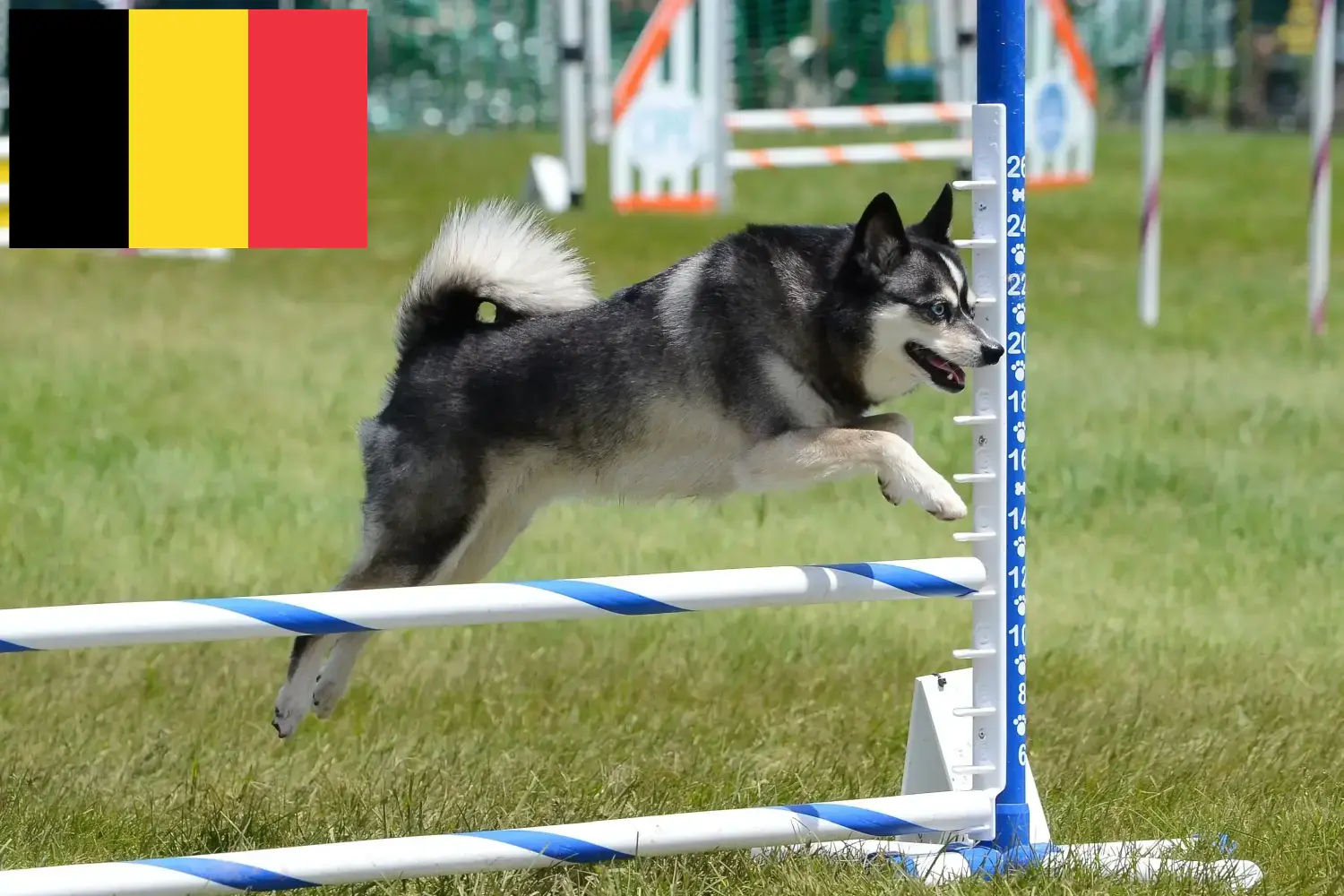 Alaskan Klee Kai puppies and breeders Belgium Here you can find Alaskan Klee Kais breeders in Belgium.