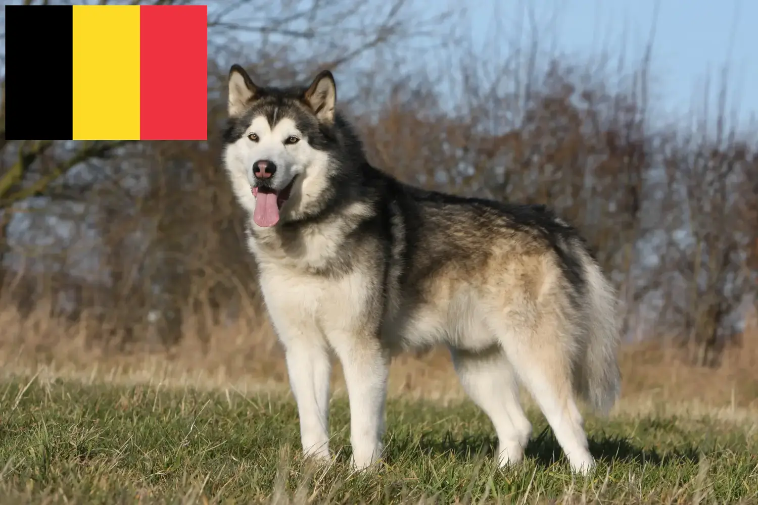 Alaskan Malamute puppies and breeders Belgium Here you can find Alaskan Malamutes breeders in Belgium.