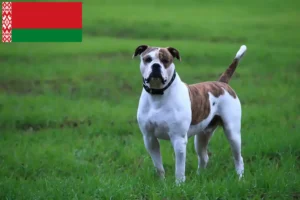 Read more about the article American Bulldog breeders and puppies in Belarus