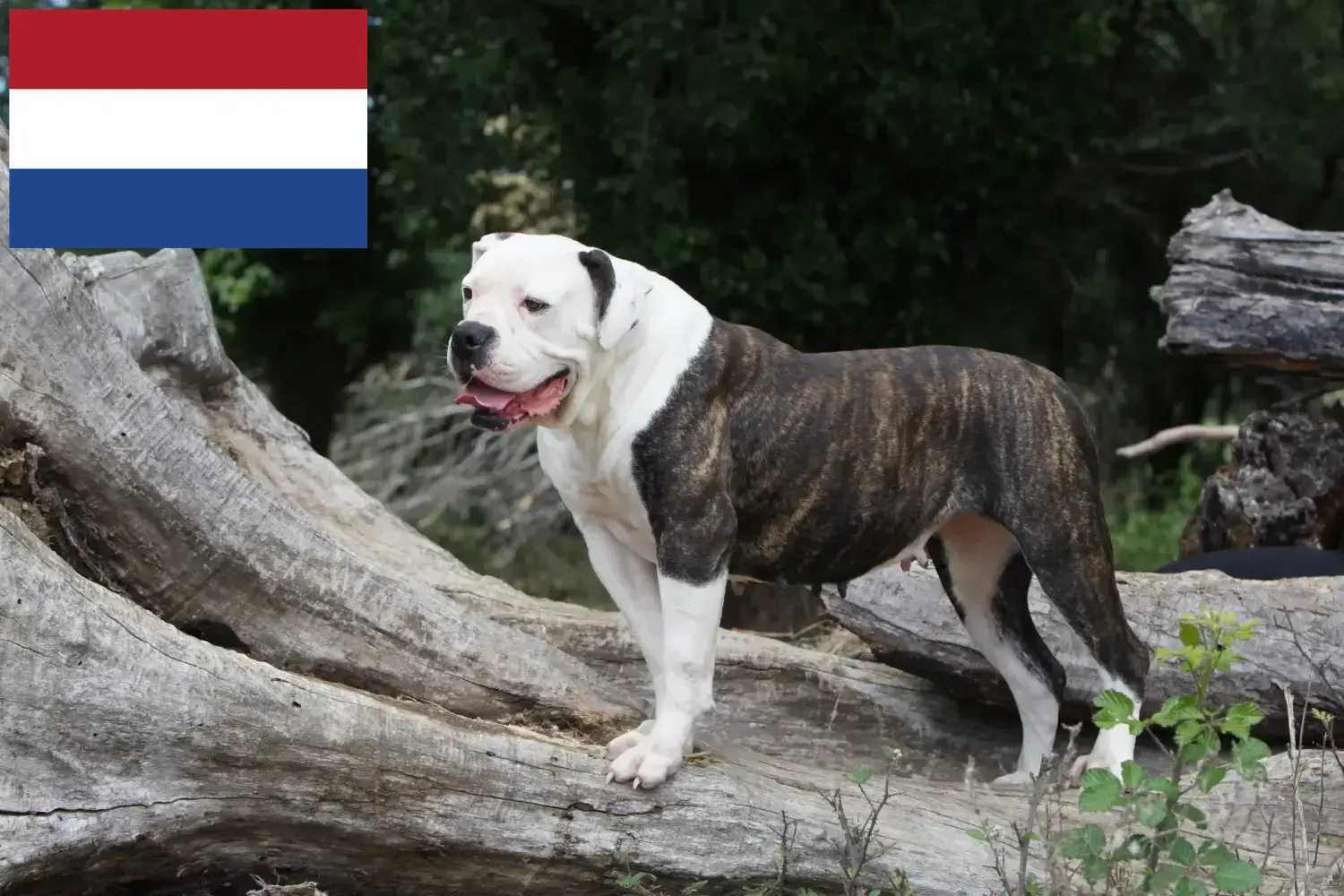 American Bulldog puppies and breeders Netherlands Here you can find American Bulldogs breeders in the Netherlands.