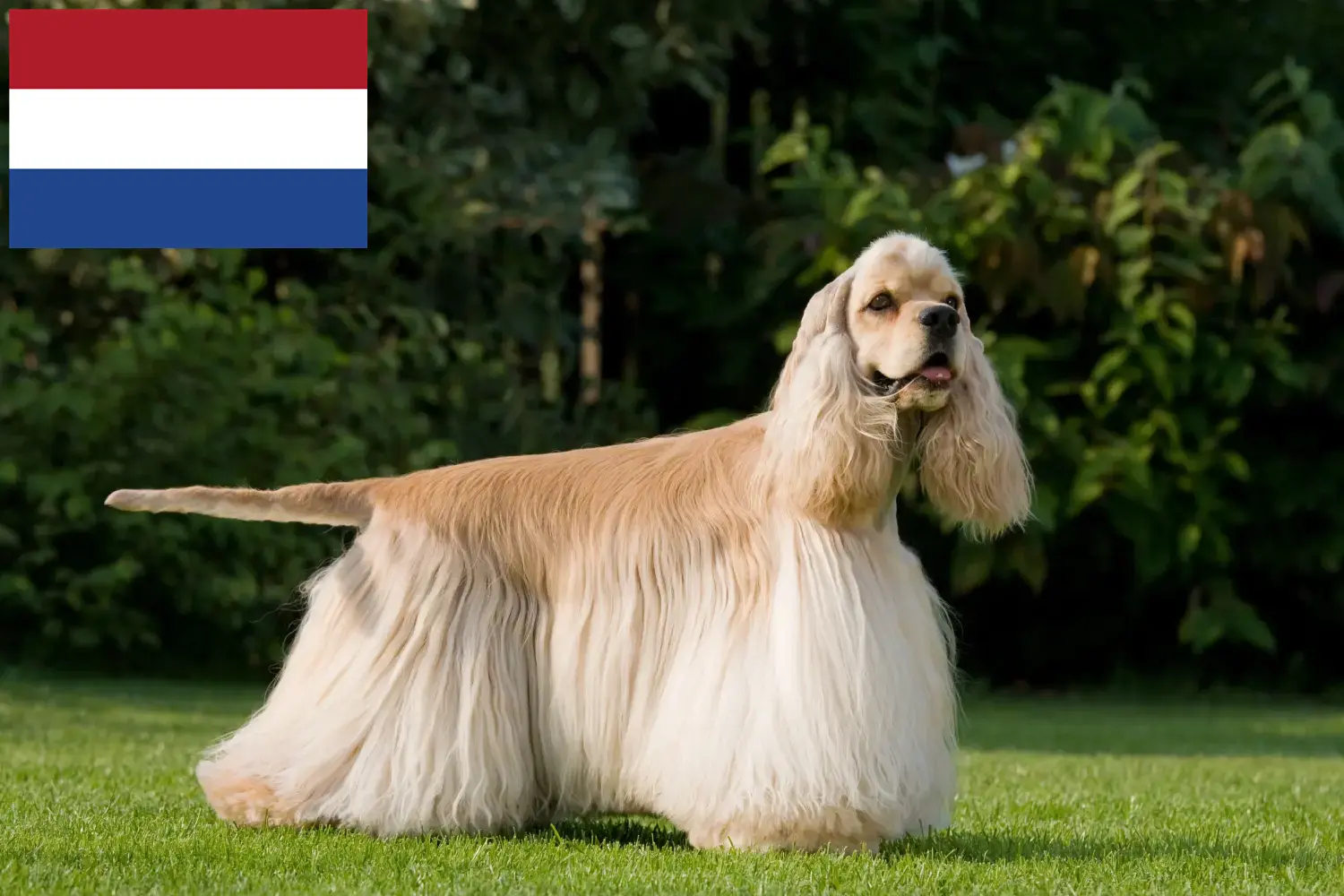 American Cocker Spaniel puppies and breeders Netherlands Find here American Cocker Spaniels breeders in the Netherlands.