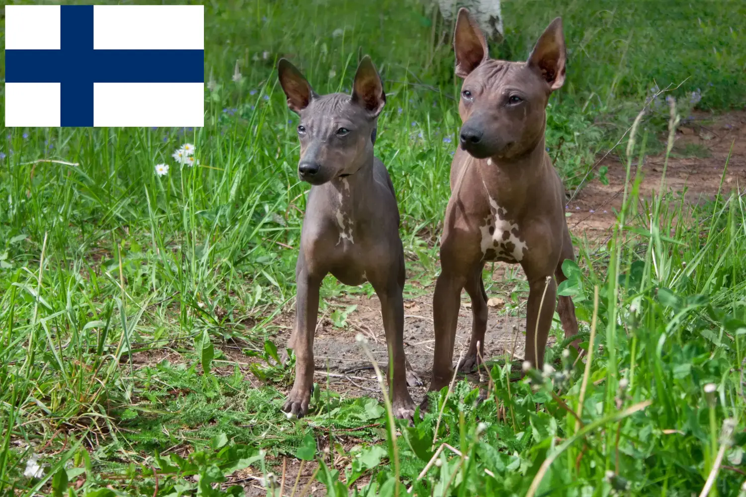 American Hairless Terrier puppies and breeders Finland Find American Hairless Terrier breeders in Finland here.