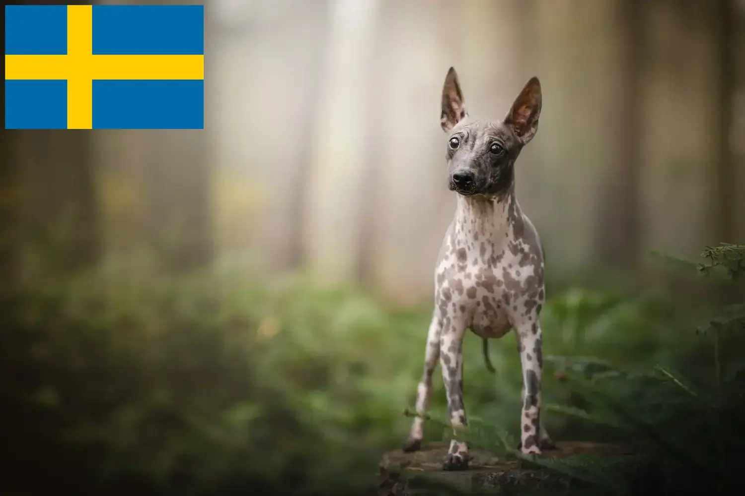 American Hairless Terrier puppies and breeders Sweden Find American Hairless Terrier breeders in Sweden here.