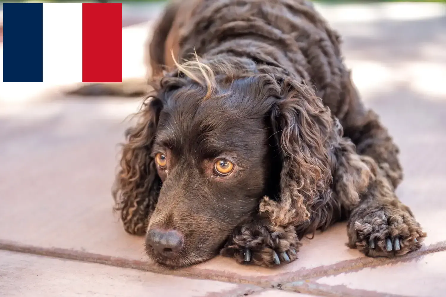 American Water Spaniel puppies and breeders France Find here American Water Spaniels breeders in France.