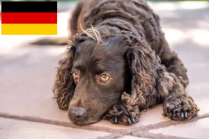 Read more about the article American Water Spaniel breeders and puppies in Germany
