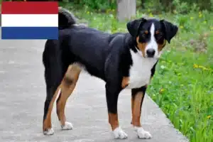 Read more about the article Appenzell Mountain Dog breeders and puppies in the Netherlands