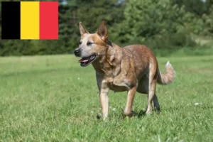 Read more about the article Australian Cattle Dog breeders and puppies in Belgium