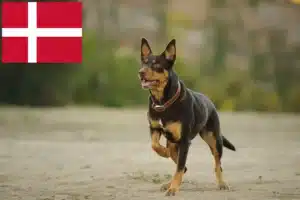 Read more about the article Australian Kelpie breeders and puppies in Denmark