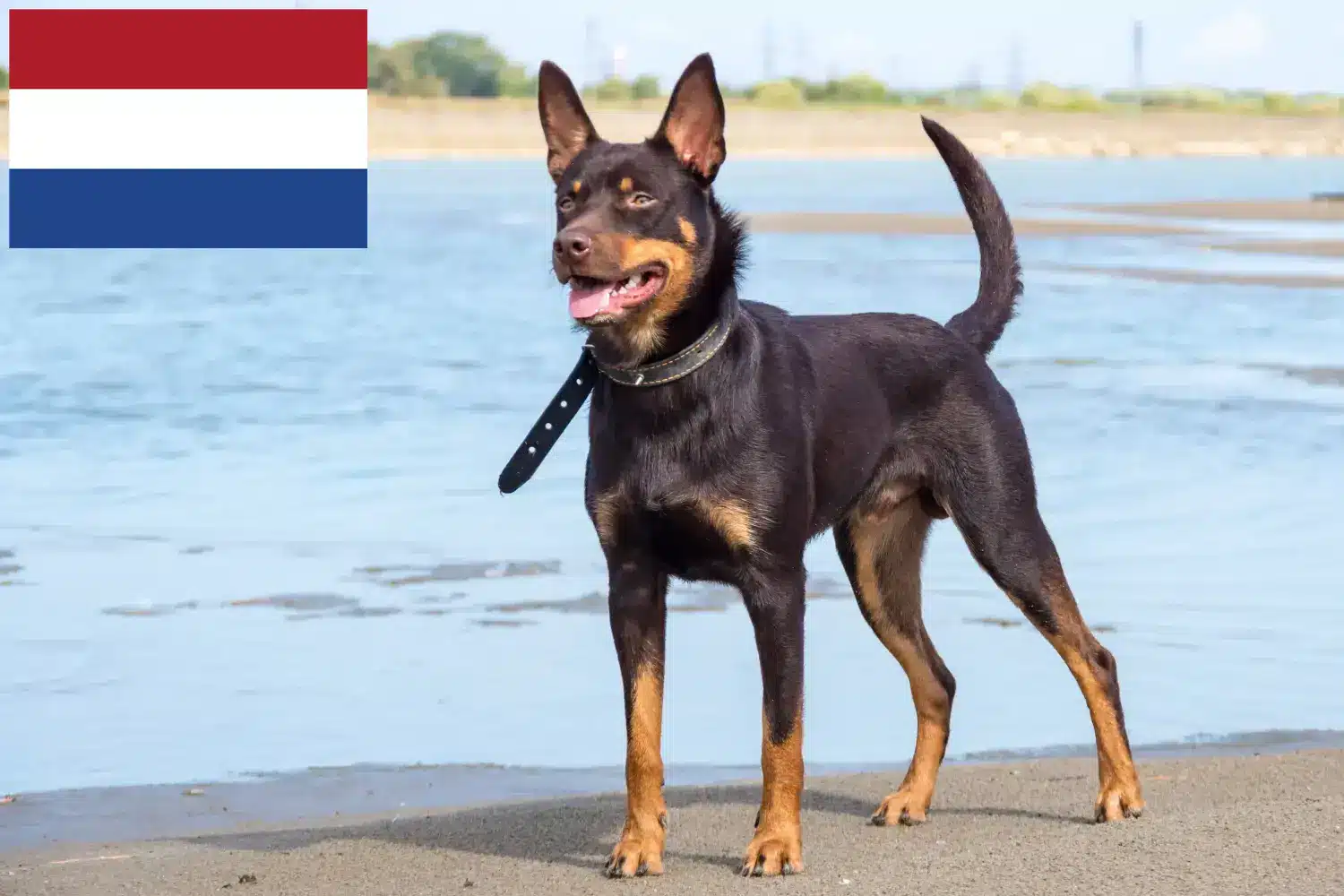 Read more about the article Australian Kelpie breeders and puppies in the Netherlands