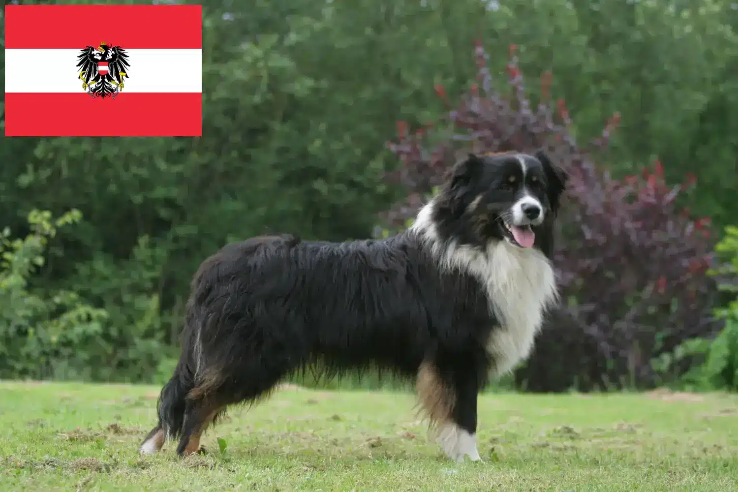 Australian Shepherd puppies and breeders Austria Here you can find Australian Shepherd breeders in Austria.