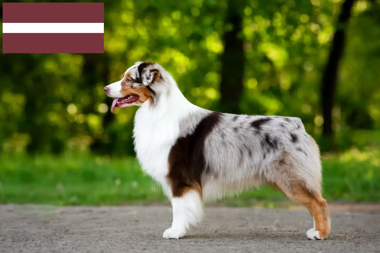 Read more about the article Australian Shepherd breeders and puppies in Latvia