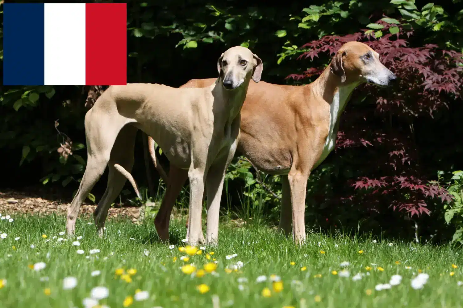 Azawakh puppies and breeders France Here you can find Azawakh breeders in France.