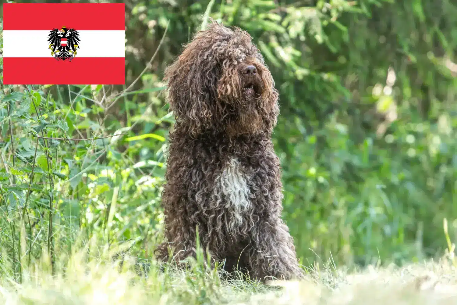 Barbet puppies and breeders Austria Here you can find Barbets breeders in Austria.