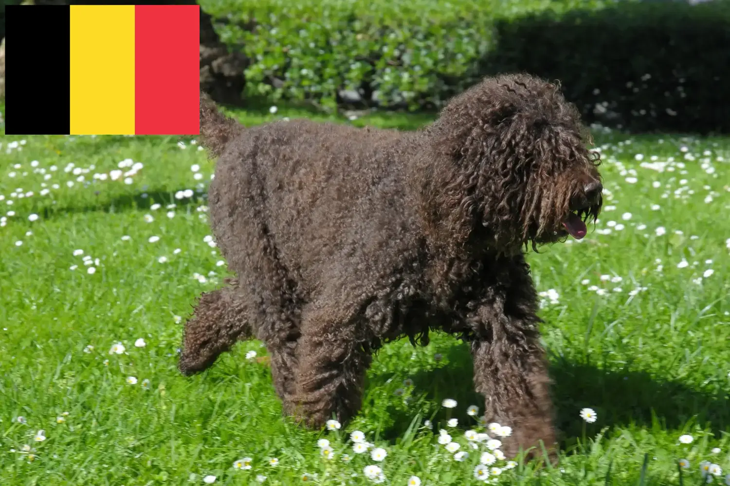 Barbet puppies and breeders Belgium Here you can find Barbets breeders in Belgium.