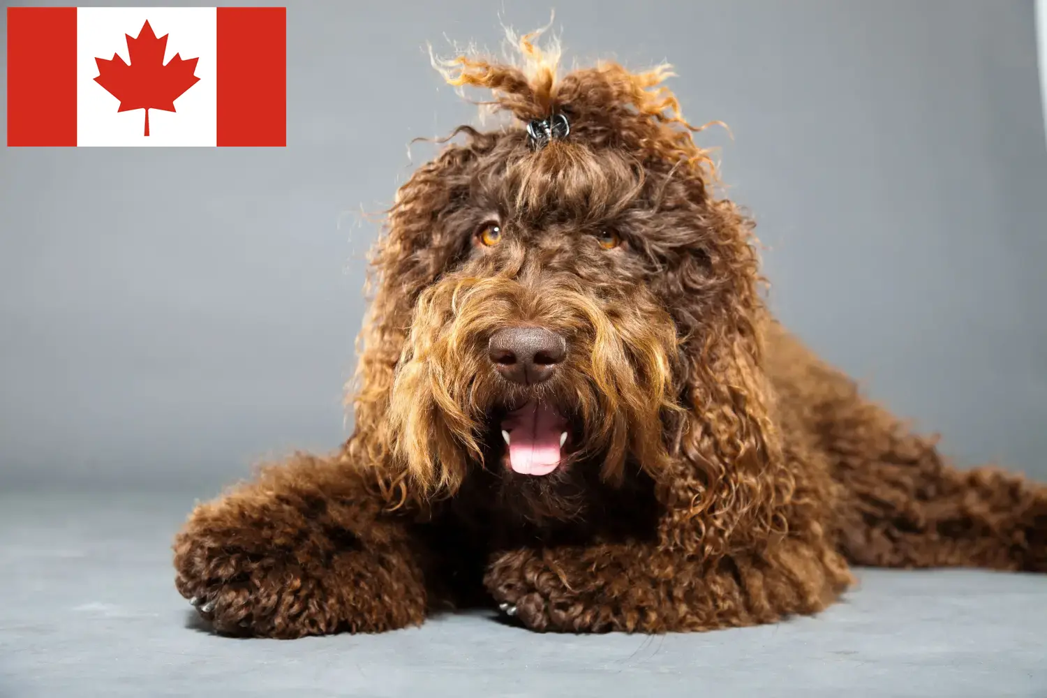 Barbet puppies and breeders Canada Here you can find Barbet breeders in Canada.