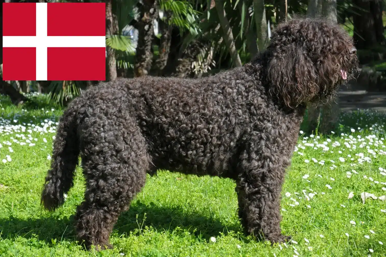 Barbet puppies and breeders Denmark Here you can find Barbet breeders in Denmark.