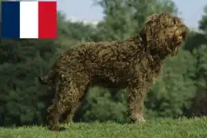 Read more about the article Barbet breeders and puppies in France