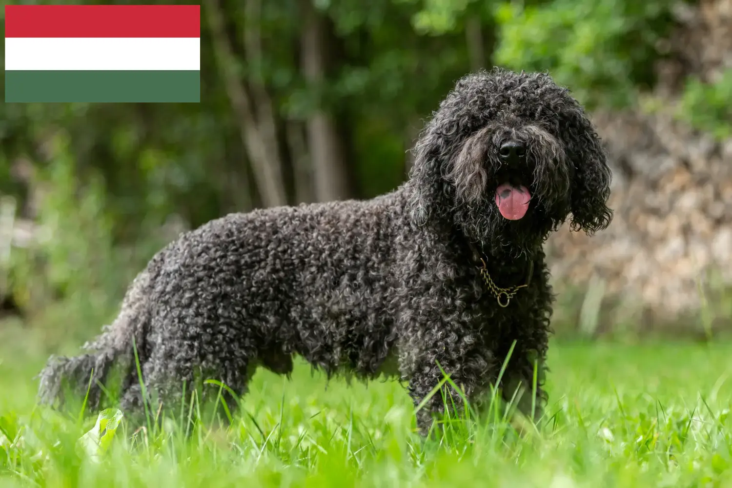 Barbet puppies and breeders Hungary Here you can find Barbets breeders in Hungary.