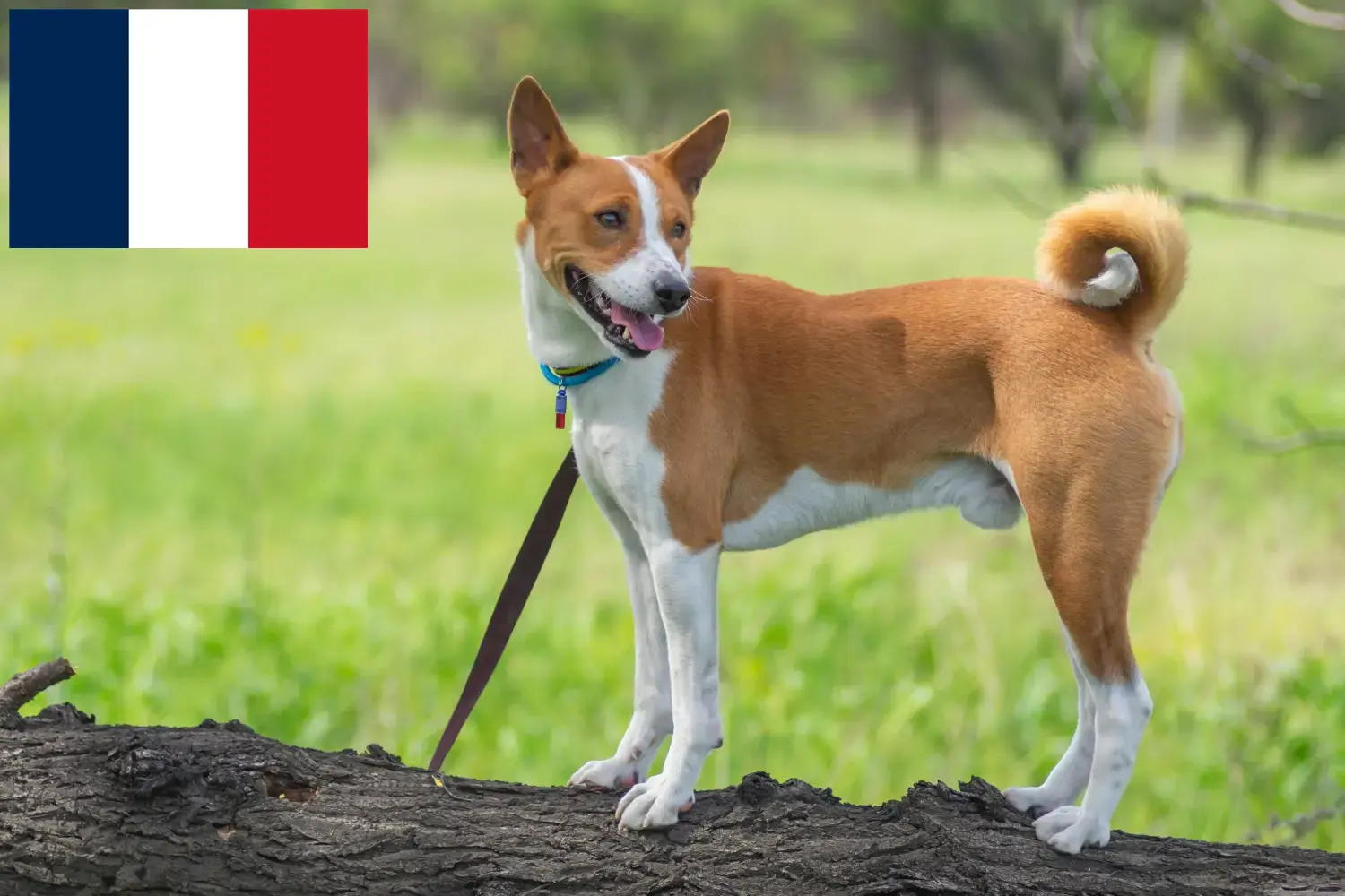 Basenji puppies and breeders France Here you can find Basenji breeders in France.