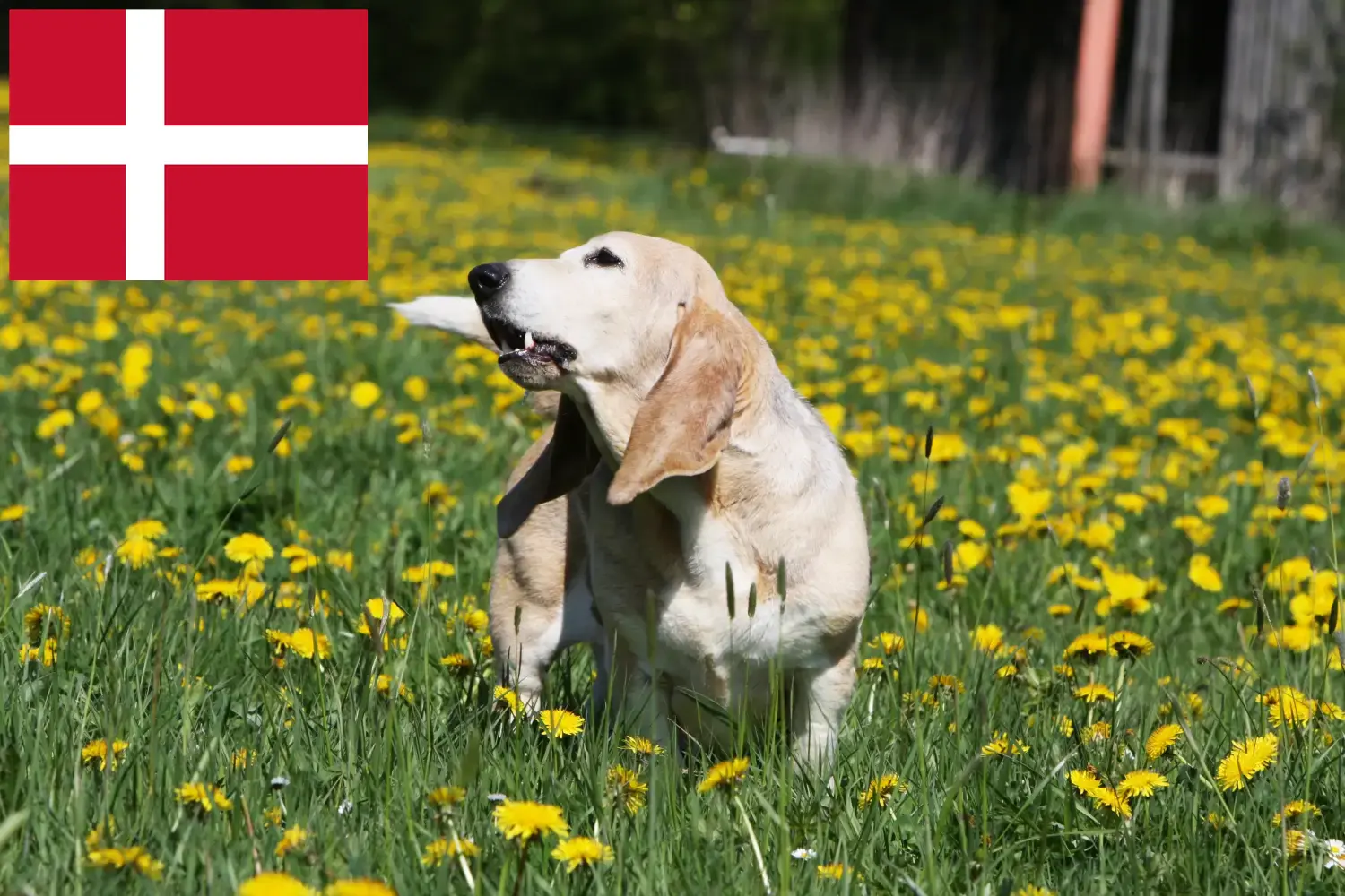 Basset Artésien Normand puppies and breeders Denmark Here you can find Basset Artésien Normands breeders in Denmark.