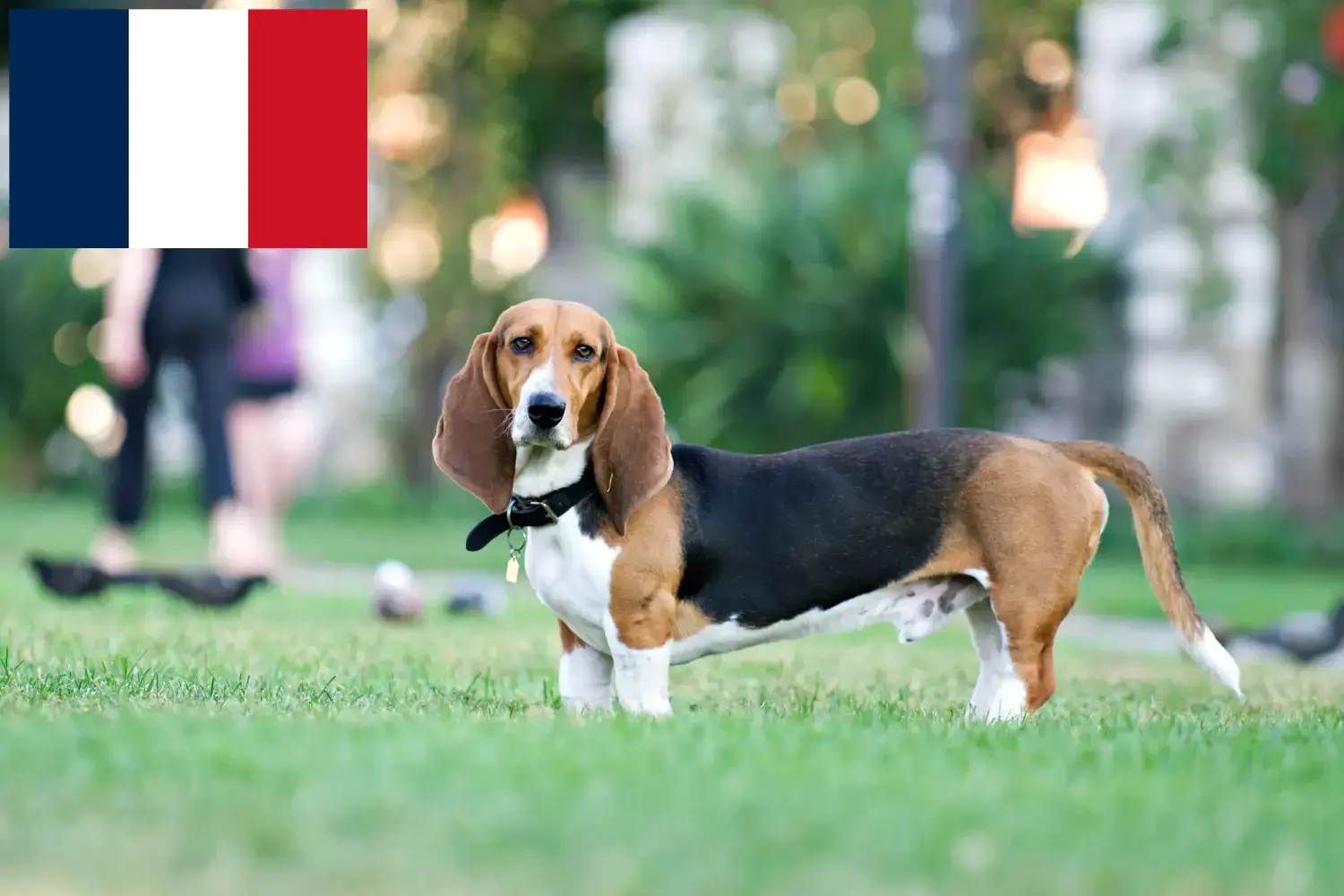 Basset Artésien Normand puppies and breeders France Here you can find Basset Artésien Normands breeders in France.