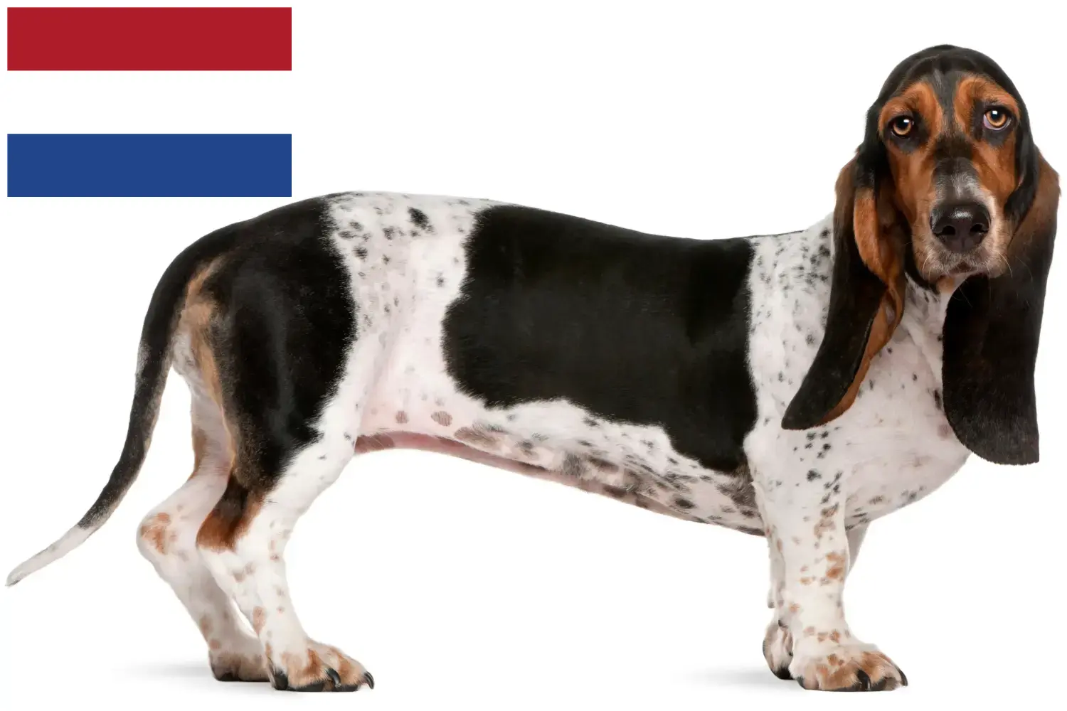 Basset Artésien Normand puppies and breeders Netherlands Here you can find Basset Artésien Normands breeders in the Netherlands.