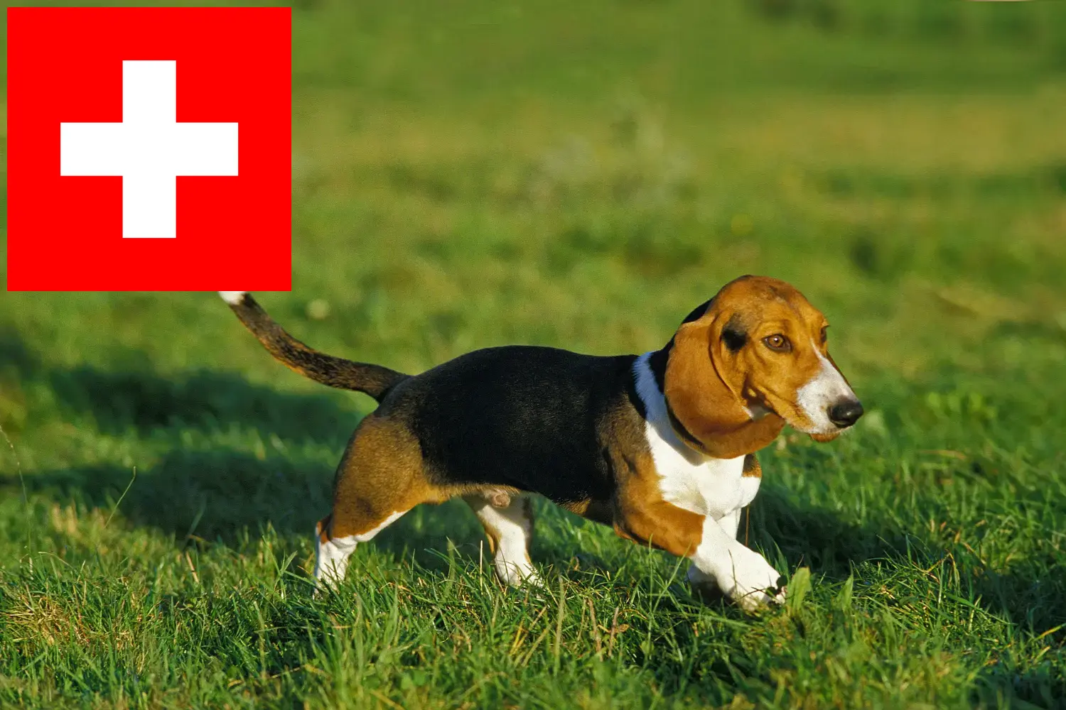 Basset Artésien Normand puppies and breeders Switzerland Here you can find Basset Artésien Normands breeders in Switzerland.